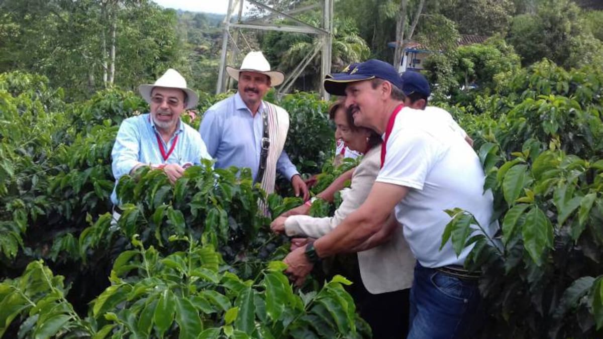 El cambio climático afectaría en un 40 % menos la producción cafetera del Quindío