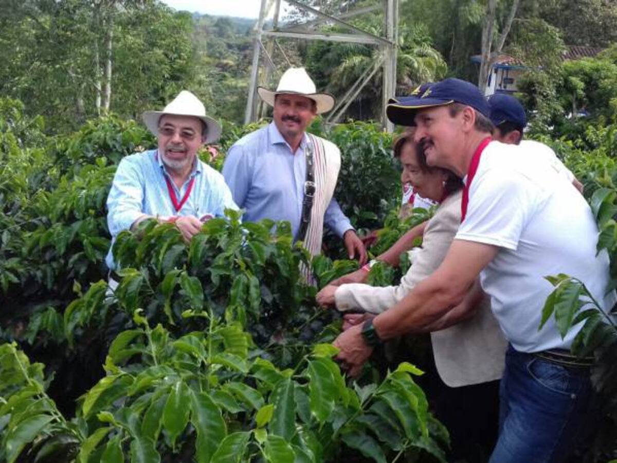 El cambio climático afectaría en 40% producción cafetera Quindío
