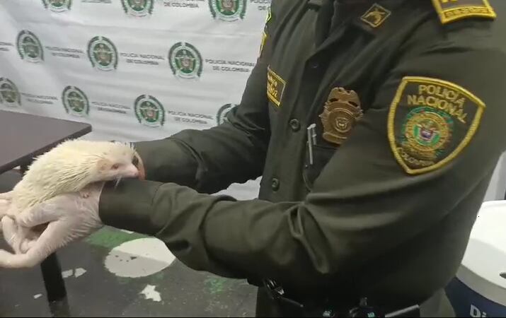 Cortesía: Policía Nacional.