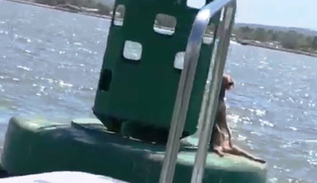 Iniciará acciones para dar con los responsables del caso de crueldad animal en la Bahía