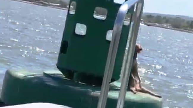 Iniciará acciones para dar con los responsables del caso de crueldad animal en la Bahía