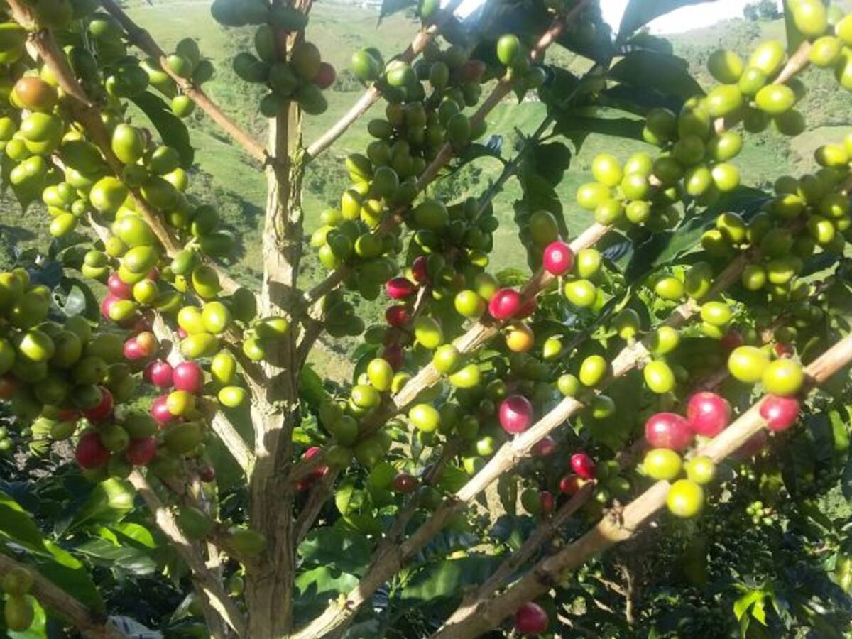 IVA del 18% afectaría el consumo y venta del café tostado en toda Colombia
