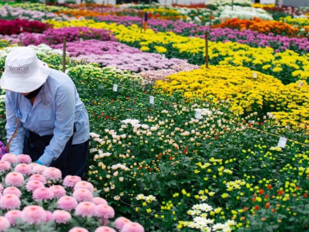 En un 25% han incrementado los costos de los insumos para la floricultura
