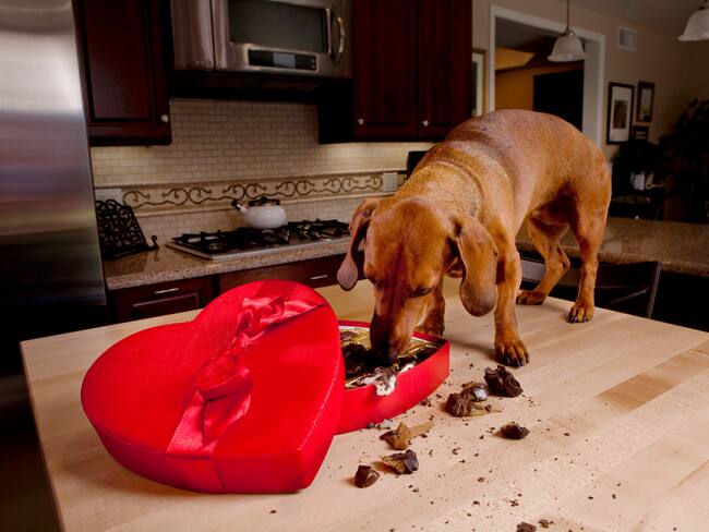 El chocolate es solo uno de los alimentos peligrosos para las mascotas. Foto vía Getty Images.