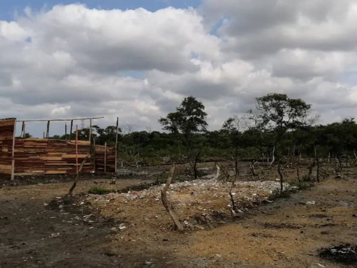 Identifican sectores con tala de mangle en Cartagena