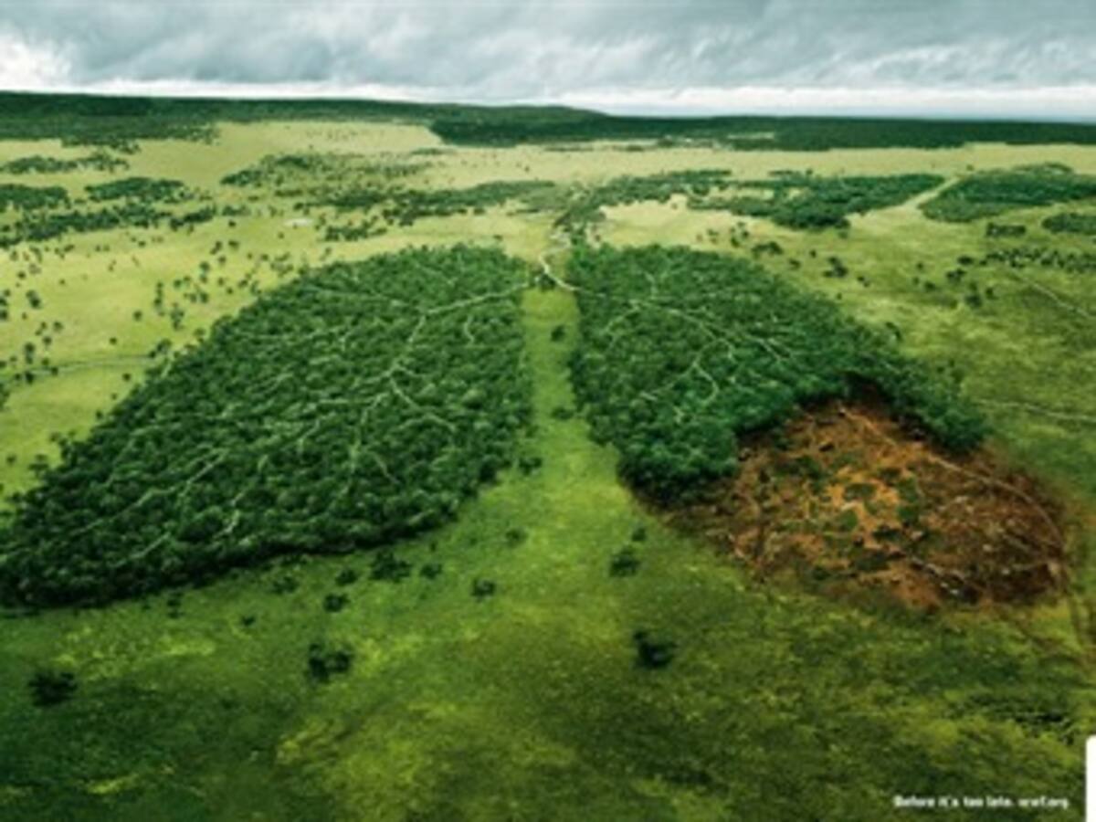 Constatan que los efectos de las talas pueden durar siglos en los bosques