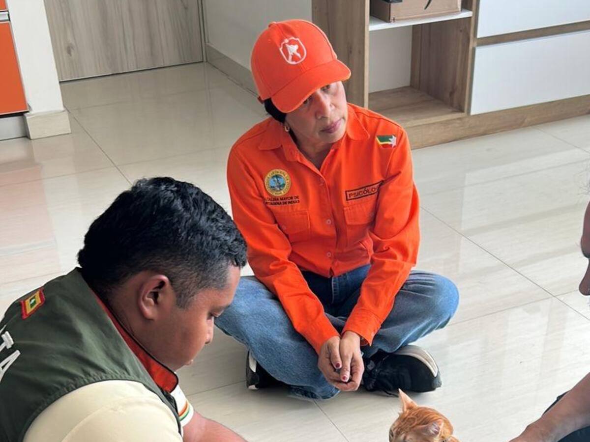 Alcaldía de Cartagena rescata a gato víctima de presunto maltrato en el barrio Las Delicias