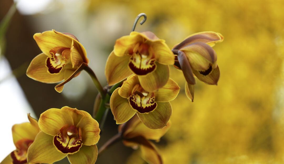 Orquídeas 