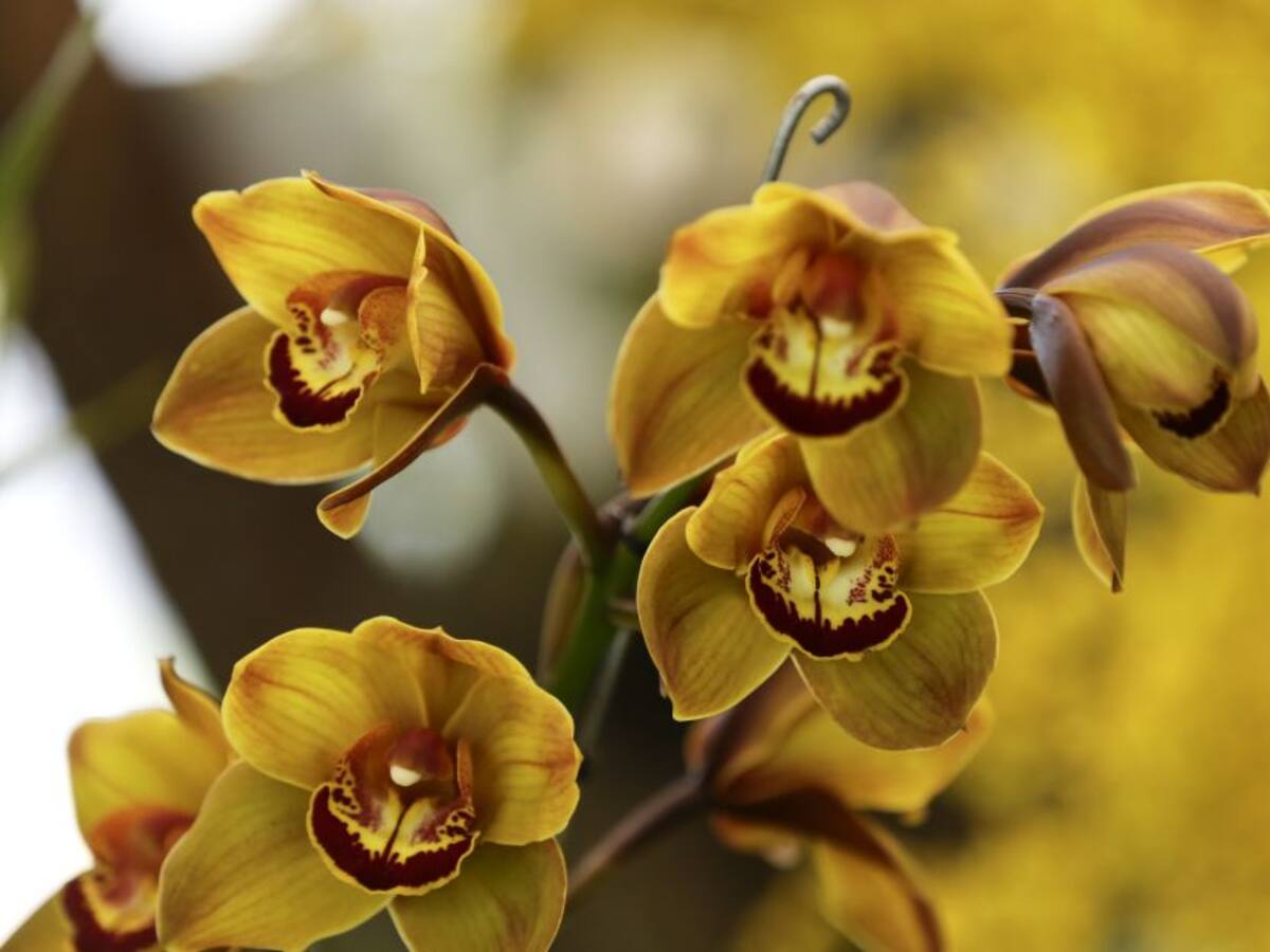 Conozca como florece la clínica de las orquídeas en Cundinamarca