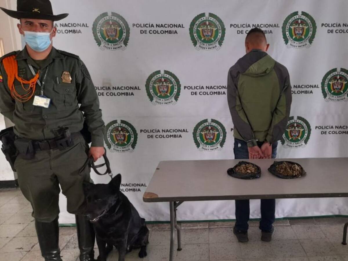 El olfato de Logan llevó a la incautación de 260 gramos de marihuana