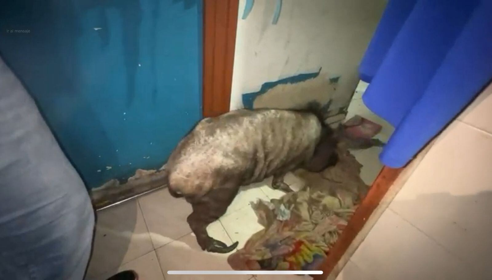 Maltrato animal en Cali: rescatan minipig en estado crítico y ocho perros; el caso pasa a Fiscalía