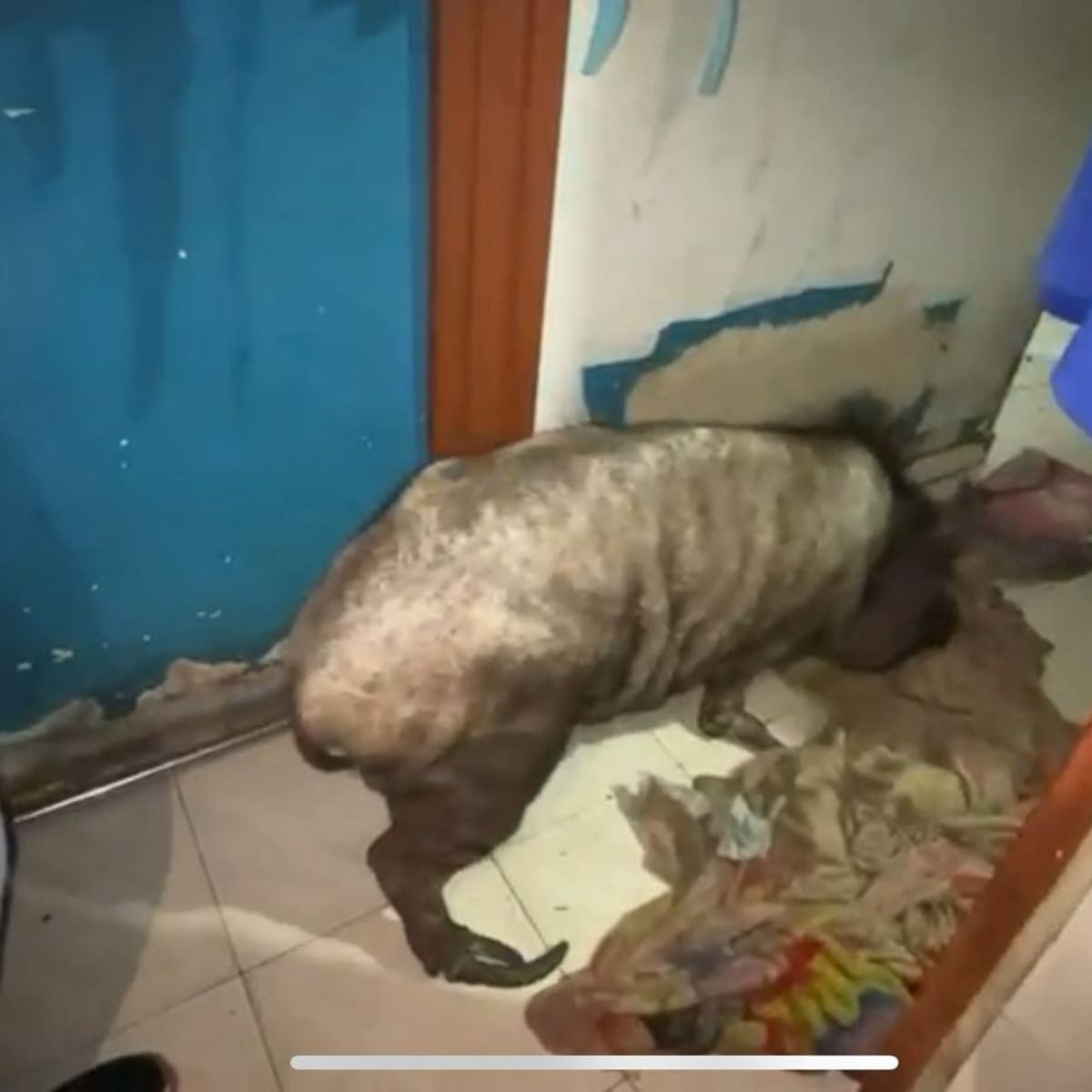 Maltrato animal en Cali: rescatan minipig en estado crítico y ocho perros; el caso pasa a Fiscalía