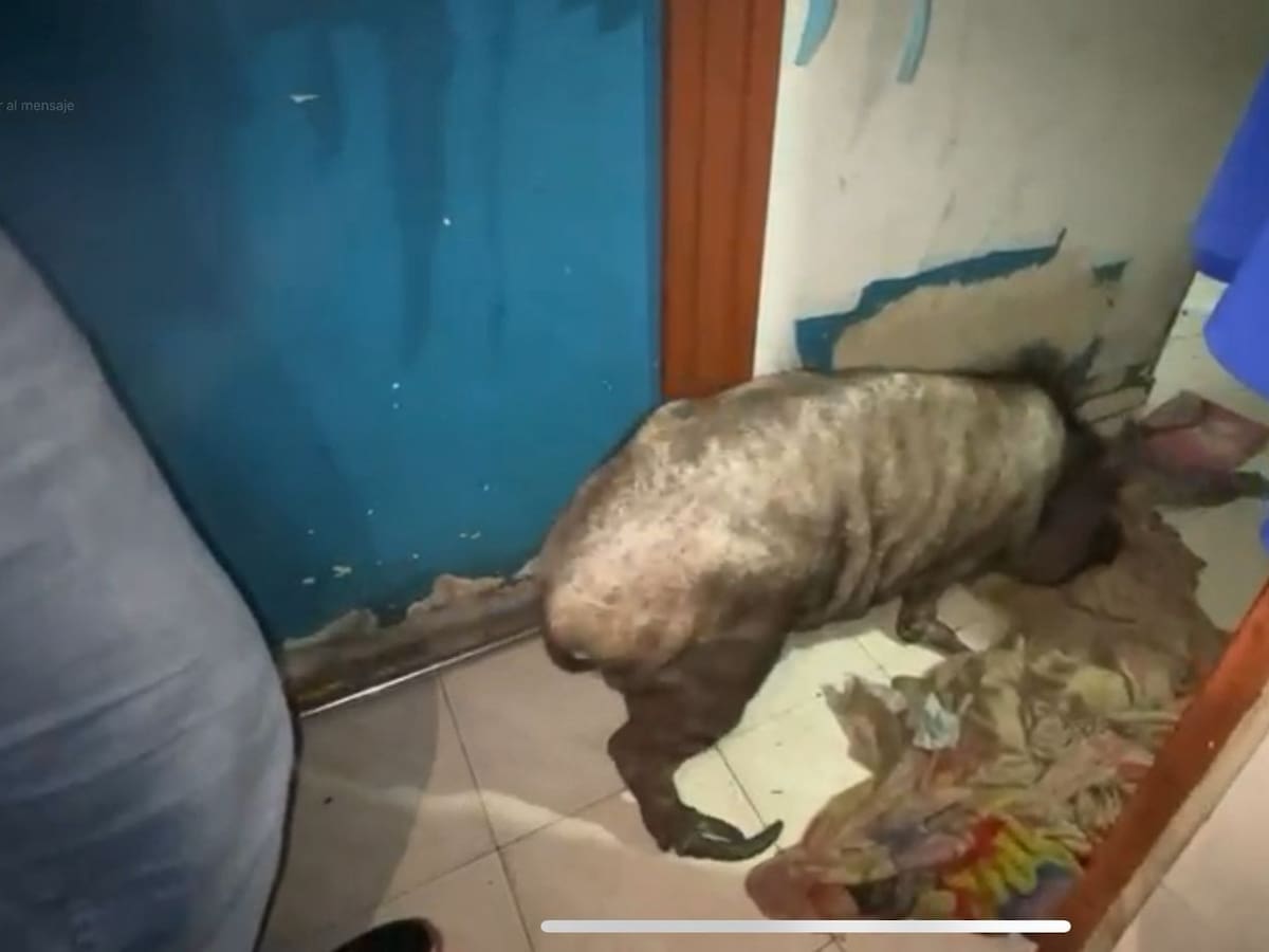 Maltrato animal en Cali: rescatan minipig en estado crítico y ocho perros; el caso pasa a Fiscalía