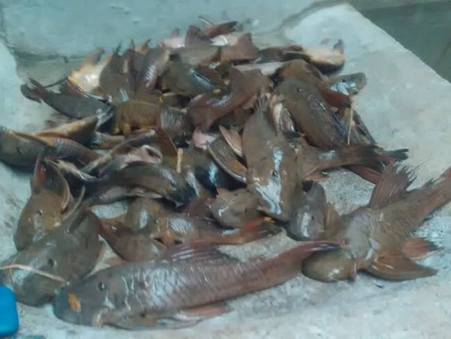 Denuncian mortandad de peces en río La Vieja por sequía y contaminación
