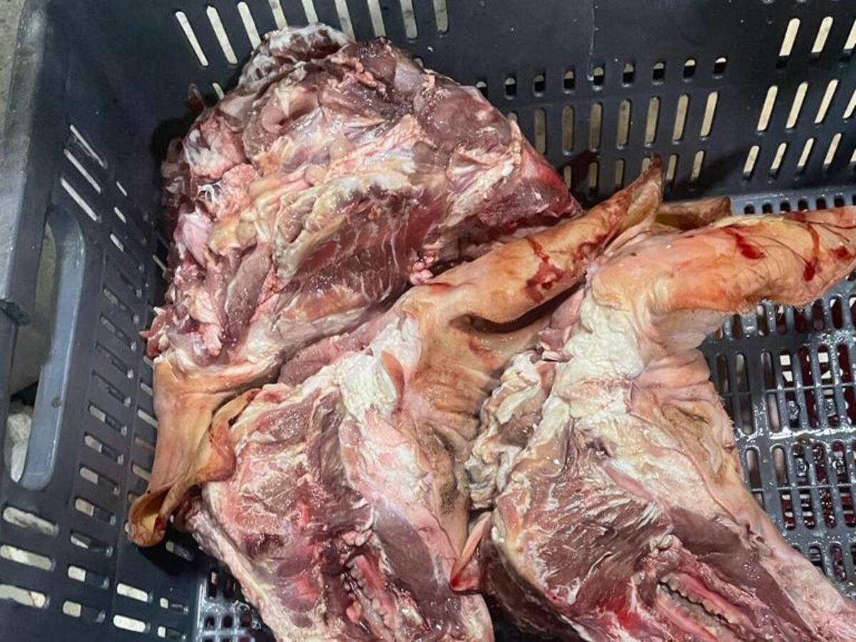 Incautan más de 700 kilos de carne de cerdo, pollo y pescado en Neiva