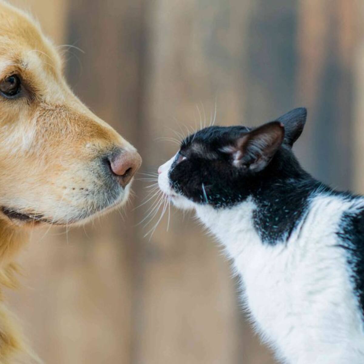 Tips para que su mascota no sufra por la pólvora