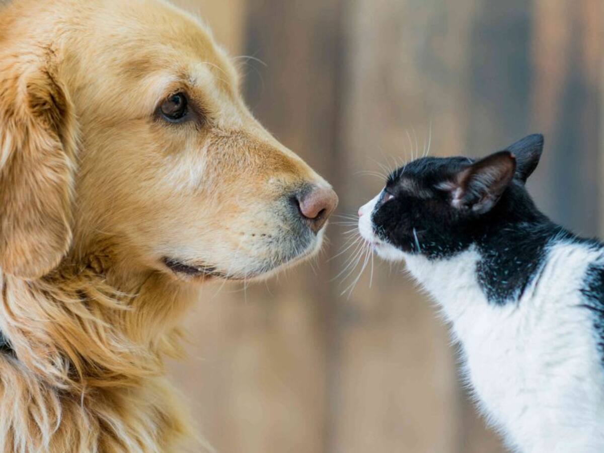 Tips para que su mascota no sufra por la pólvora