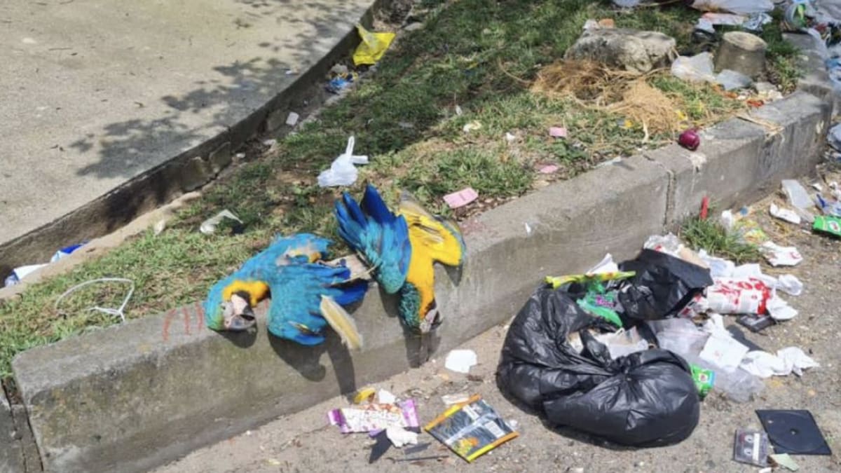 Mutiladas murieron guacamayas encontradas en basurero en Medellín