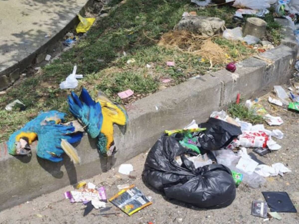 Mutiladas murieron guacamayas encontradas en basurero en Medellín