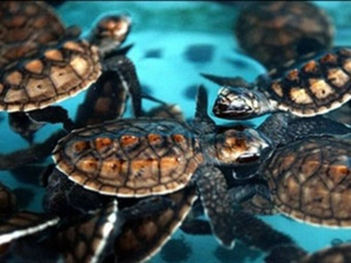 Indonesia libera 600 tortugas tras golpe contra el tráfico ilegal de animales