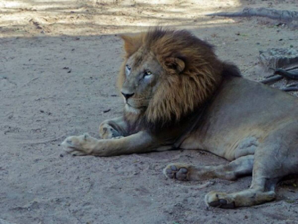 Zoológico de Barranquilla desmiente maltrato animal en leones