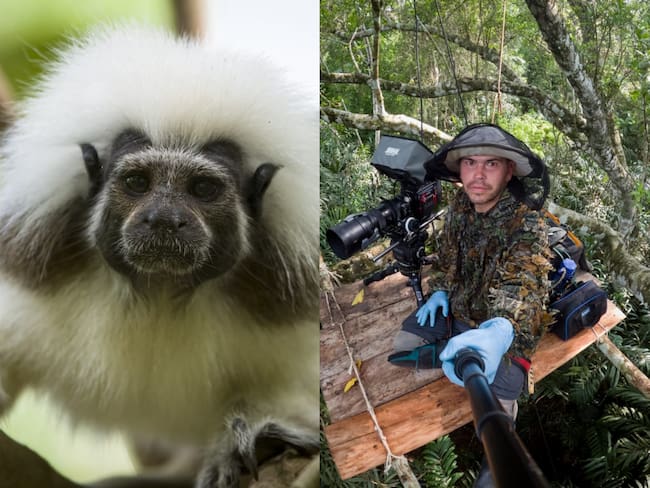 De la selva a la ciudad: el Planetario presenta ‘Salvando primates’