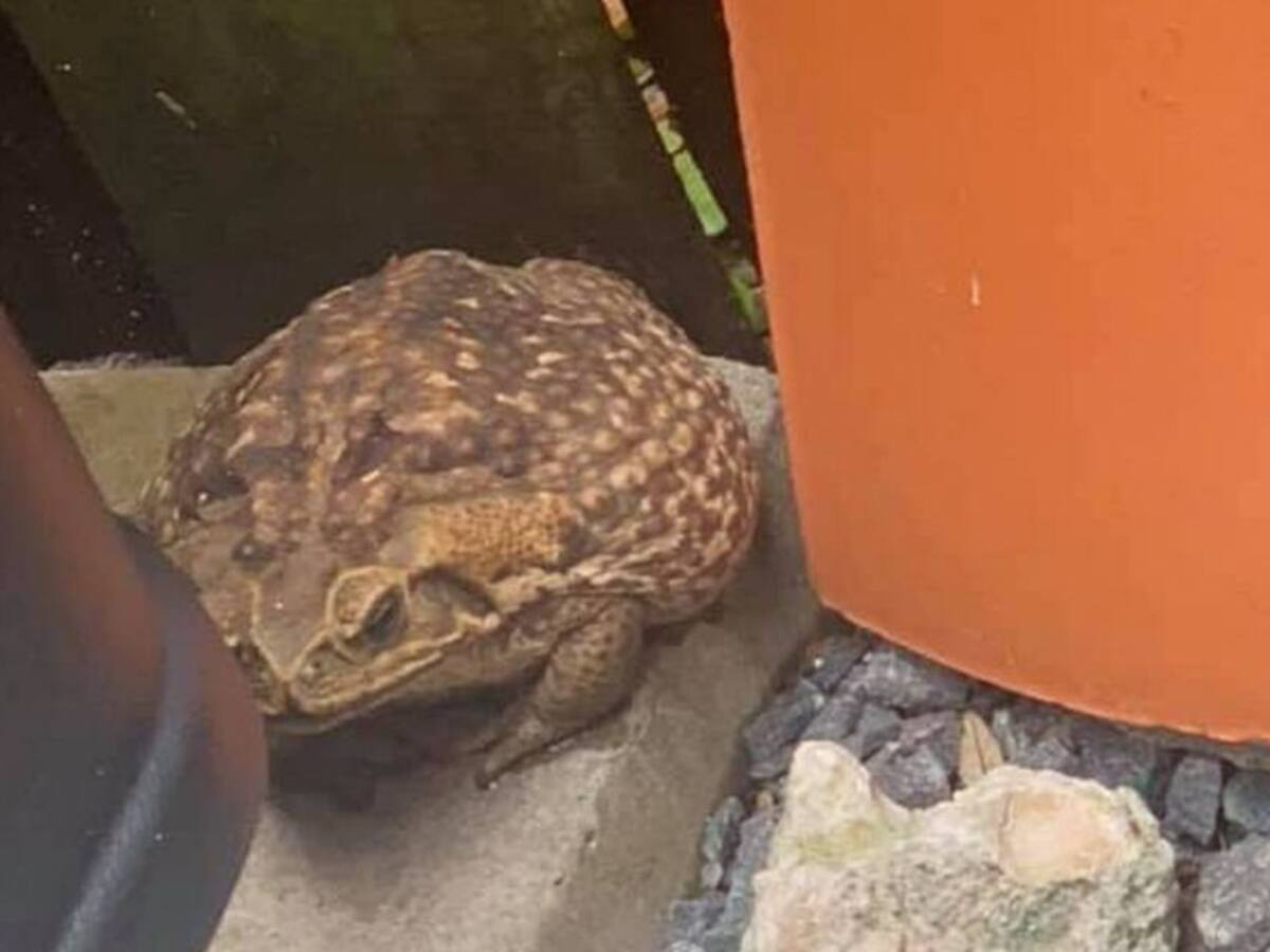 Invasión de sapos gigantes venenosos preocupa a Estados Unidos