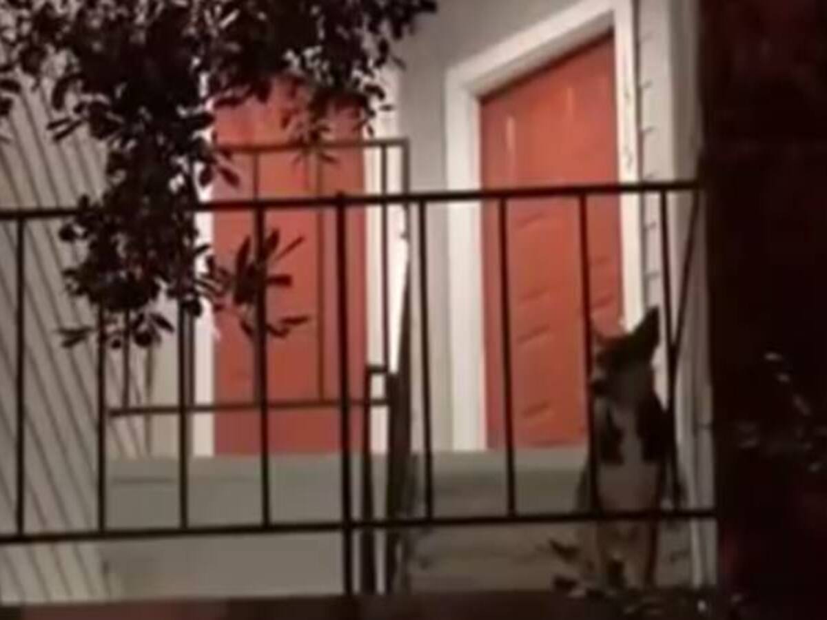 La conmovedora espera de un perro por su dueño asesinado