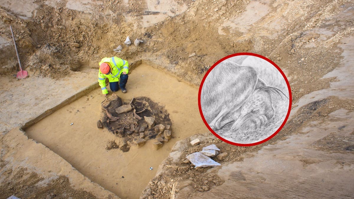 Científicos descubren sorprendente fósil de un dinosaurio que dormía como los pájaros