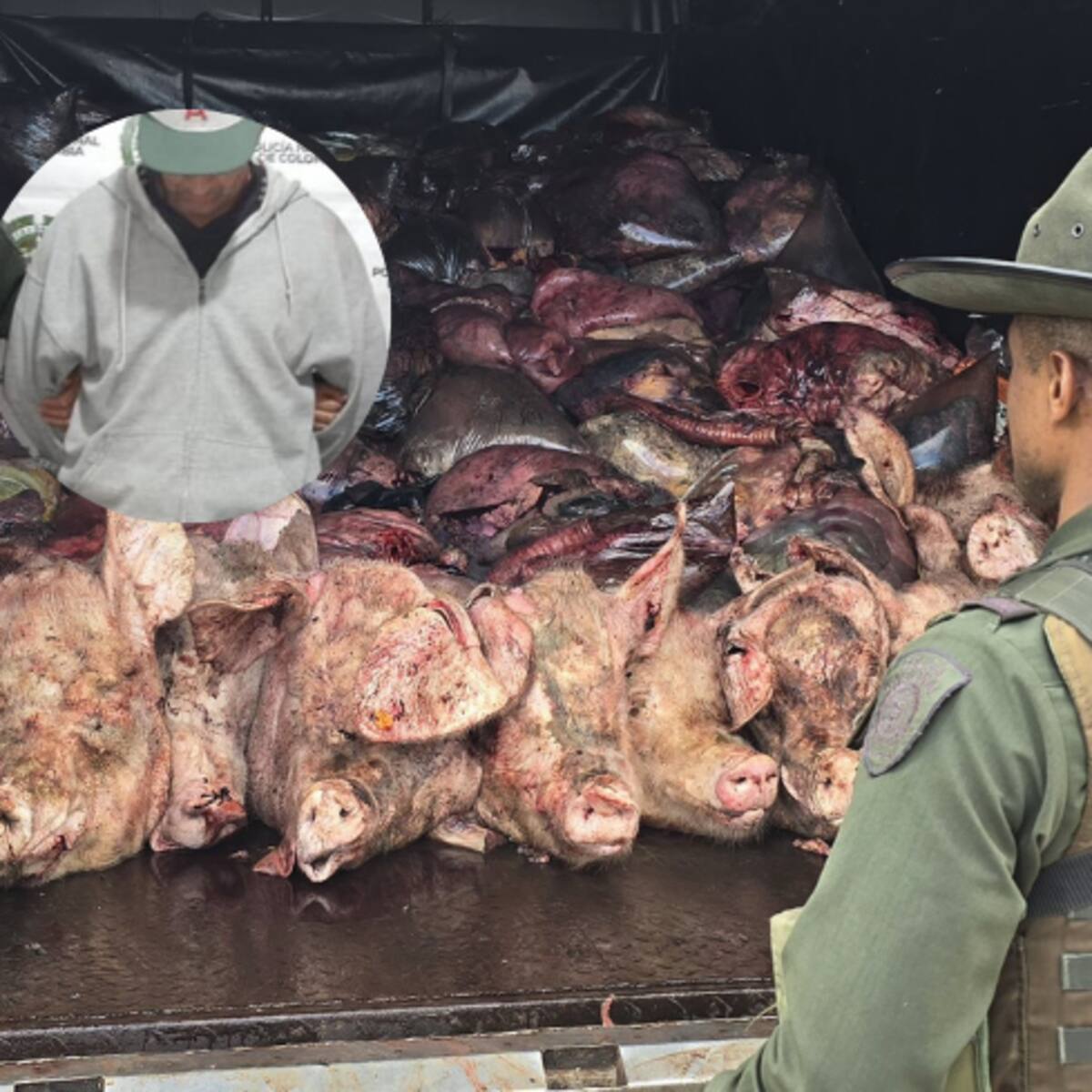 Incautaron 6 toneladas de carne donde se sacrificaban animales de manera clandestina