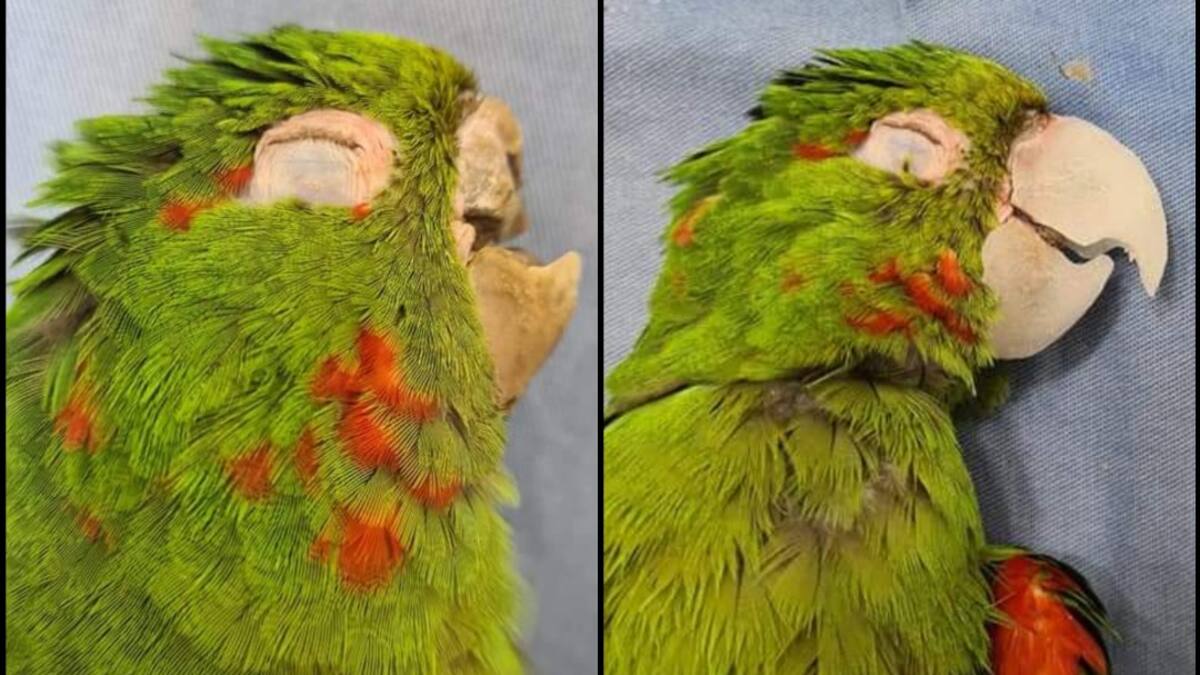 Fundación brasileña reconstruye el pico de un loro que sufrió una fractura