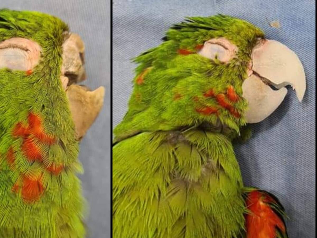 Fundación brasileña reconstruye el pico de un loro que sufrió una fractura