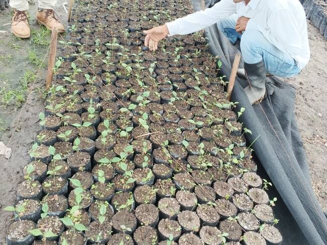 Actualmente son sembradas en cerca de 20 predios.