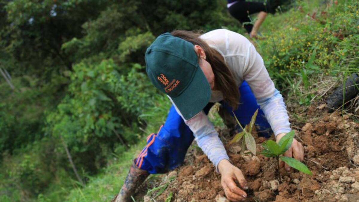 Bosques en homenaje a las víctimas de COVID19 en Boyacá