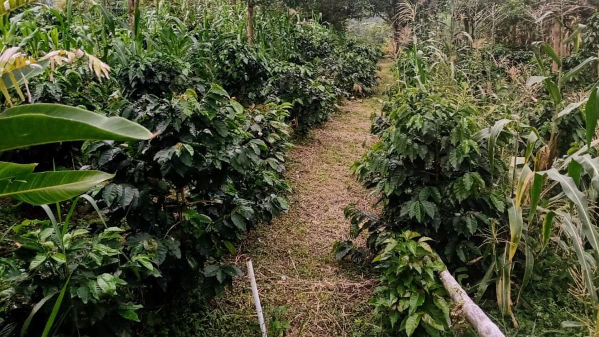 Campaña para la conservación del suelo en las fincas cafeteras de Caldas