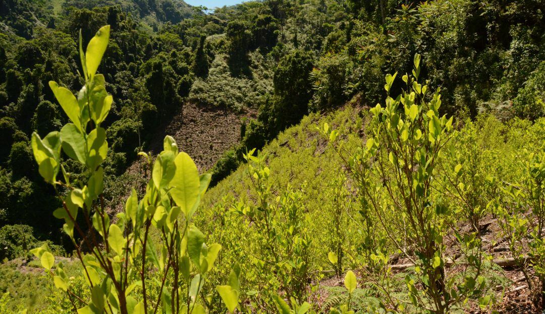 La iniciativa pasó a segundo debate