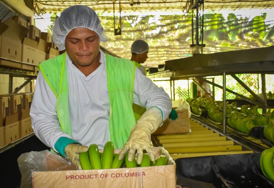 ASBAMA advierte que limitar la producción de banano afectaría a más de 18 mil familias/ ASBAMA