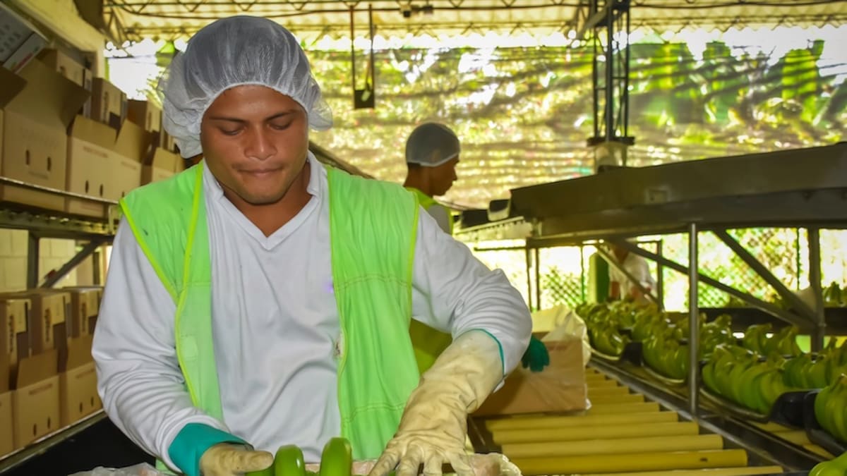 ASBAMA advierte que limitar la producción de banano afectaría a más de 18 mil familias