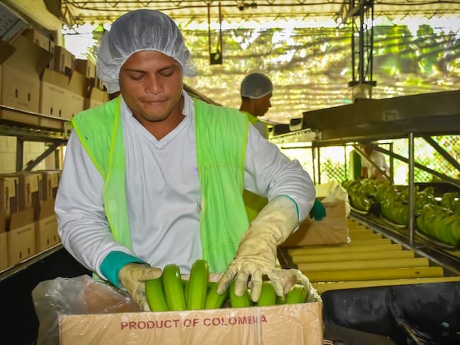 ASBAMA advierte que limitar la producción de banano afectaría a más de 18 mil familias/ ASBAMA