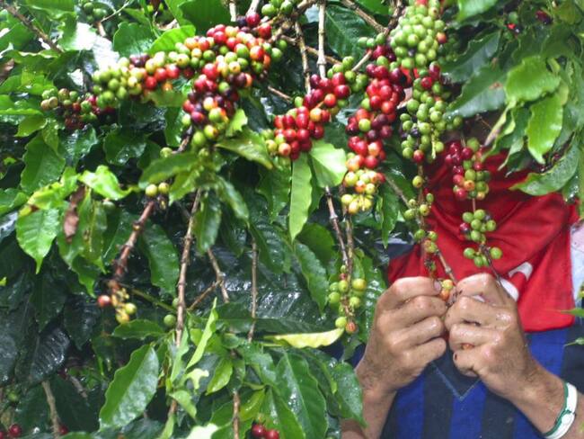 Cafeteros de Nariño ofrecerán servicios turísticos