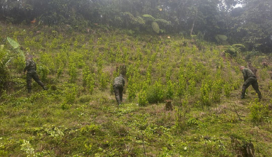 Cultivos de coca erradicados