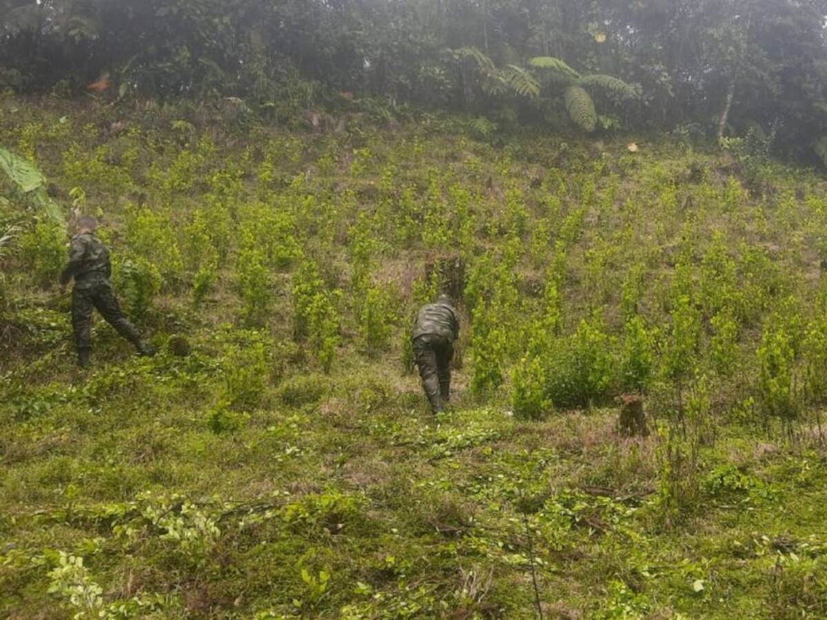 Ejército destruyó 18.000 matas de coca en Samaná