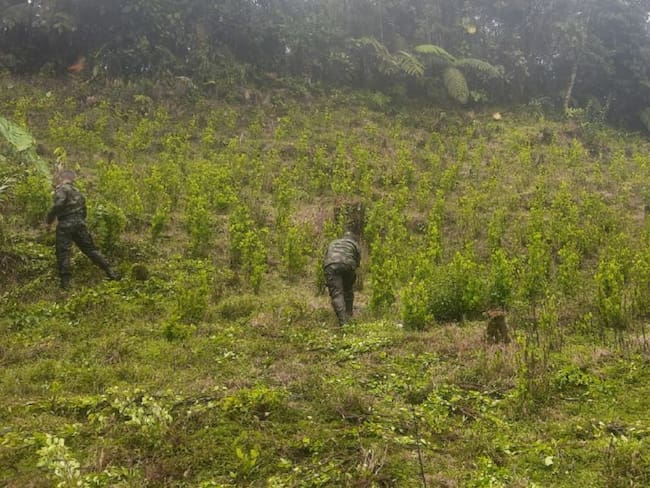 Cultivos de coca erradicados