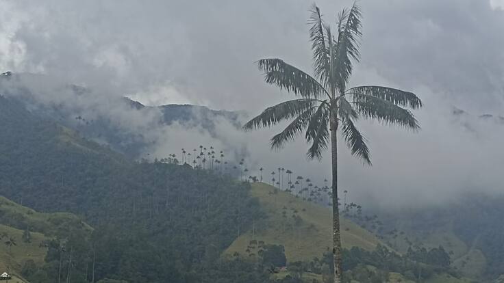 Rodrigo Bernal, botánico y experto en palmas de cera