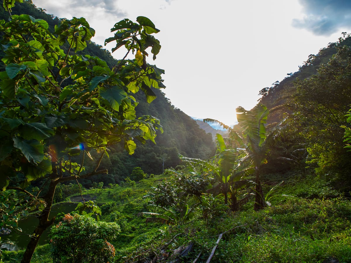 Alerta por pérdida de bosque tropical en Colombia