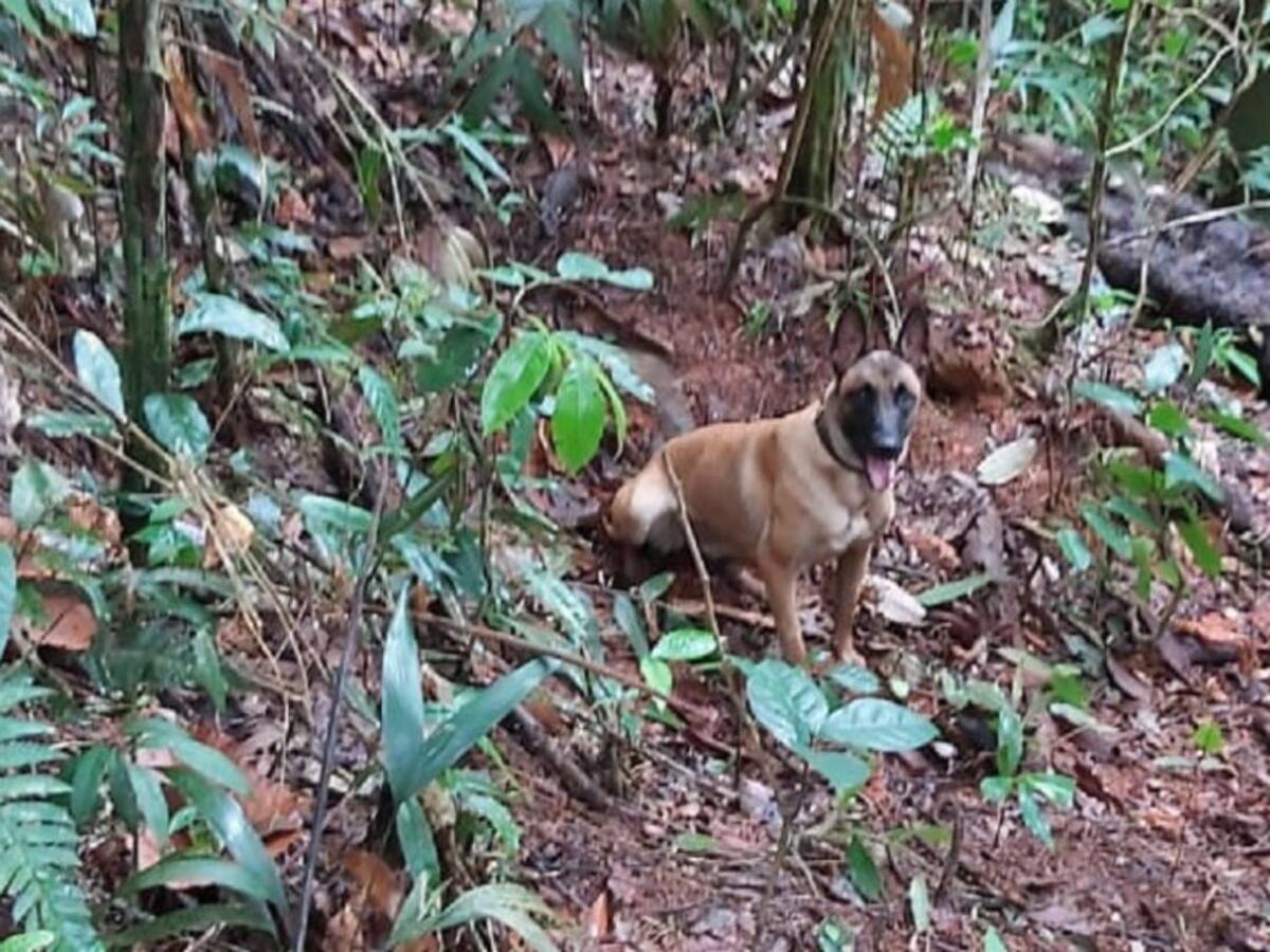 Uma, el soldado cuatro patas que salvó a sus compañeros de la muerte
