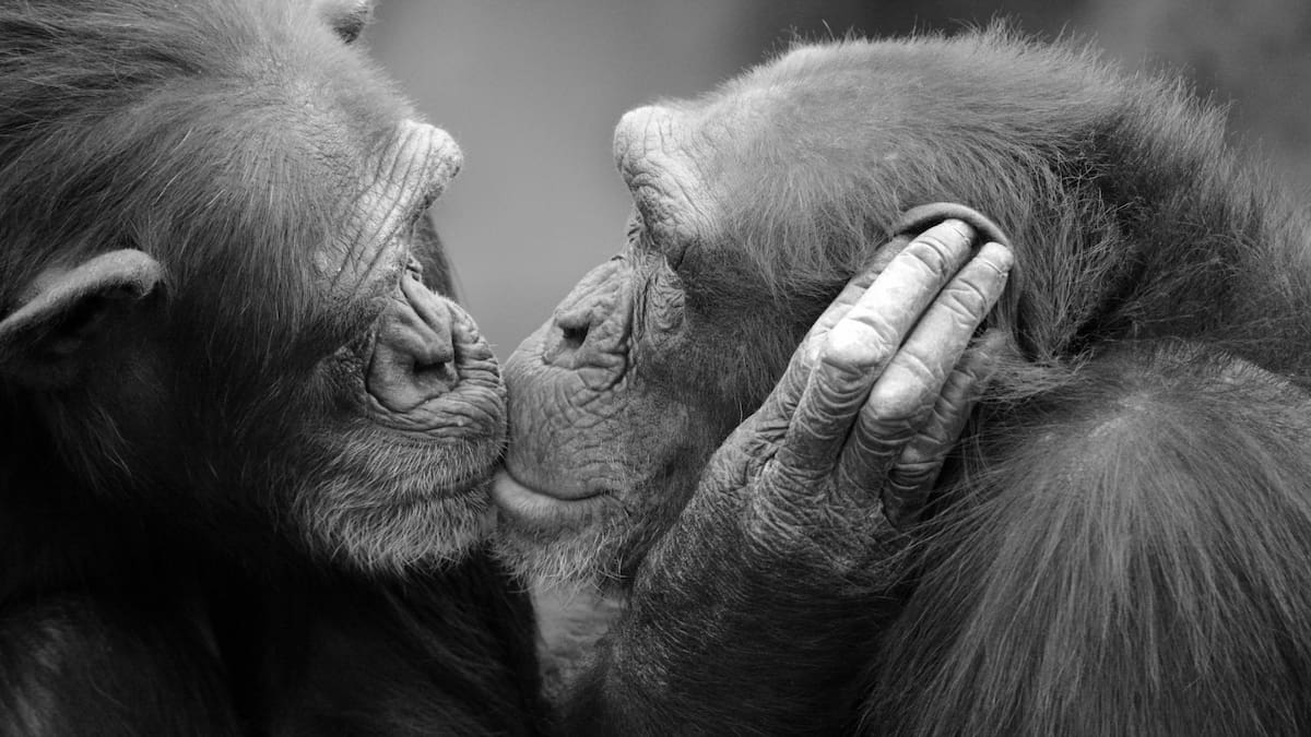 ¿Por qué los seres humanos comenzaron a besarse? Estas es la explicación científica