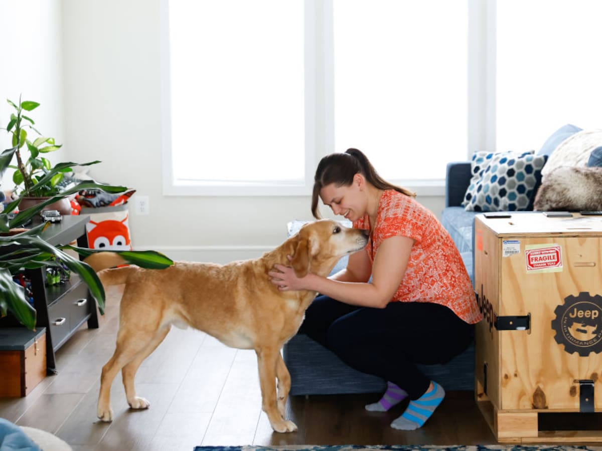 ¿Por qué los perros se orinan en casa?: expertos dan consejos para que dejen de hacerlo