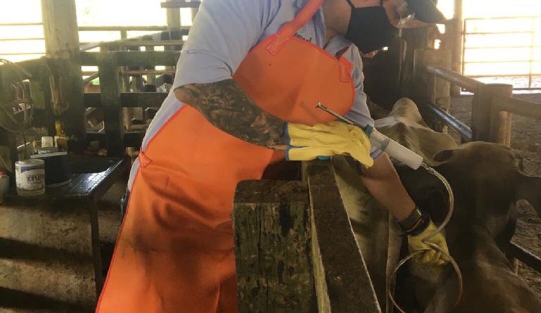 Vacunación contra la afosa