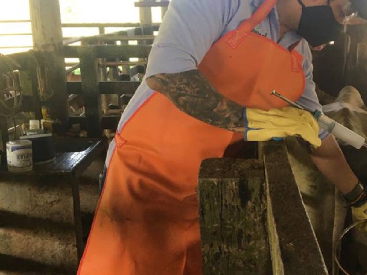 Este lunes 24 de mayo inicia el ciclo de vacunación contra la aftosa